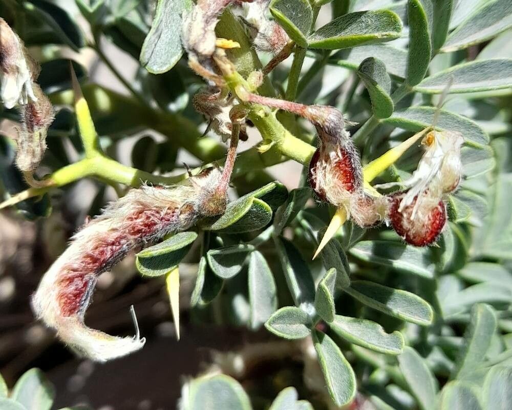 Adesmia aegiceras fruit