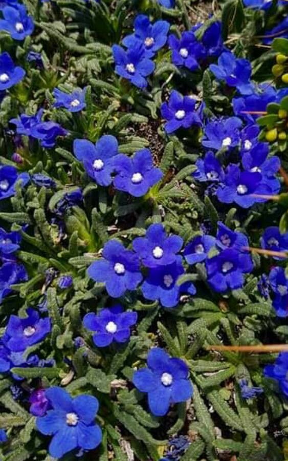 Anchusa cespitosa — search result for 'Anchusa'