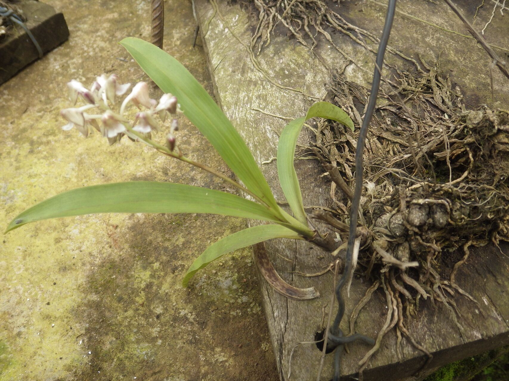 Polystachya odorata habit