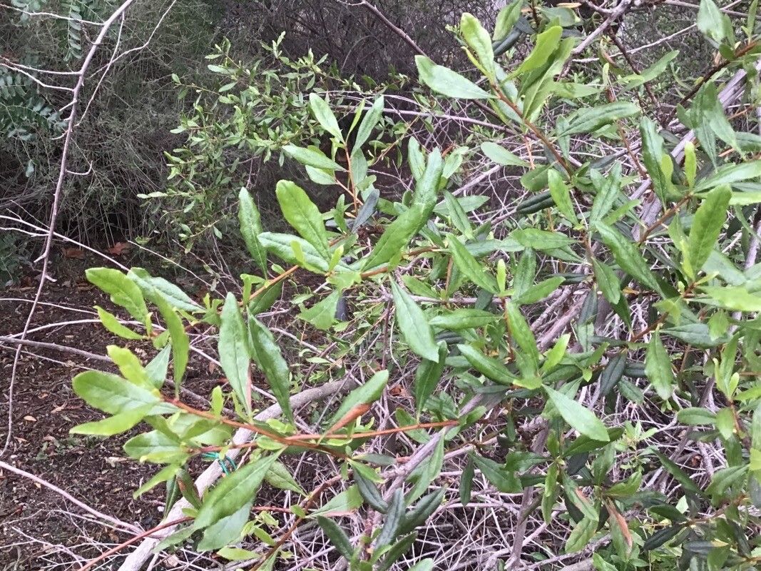 Escallonia illinita leaf