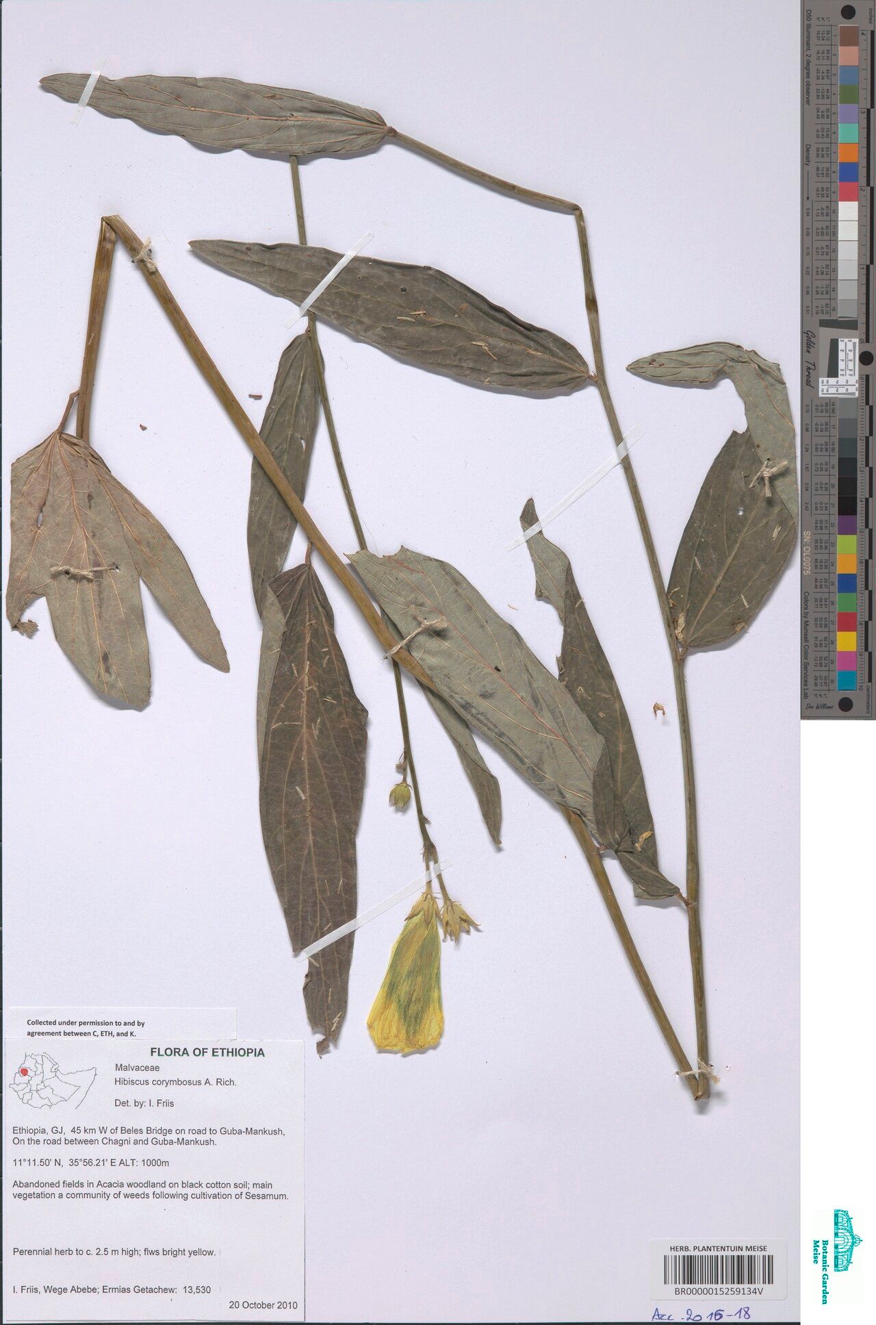 Hibiscus corymbosus — houseplant care guide