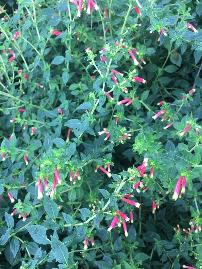 Cuphea procumbens flower