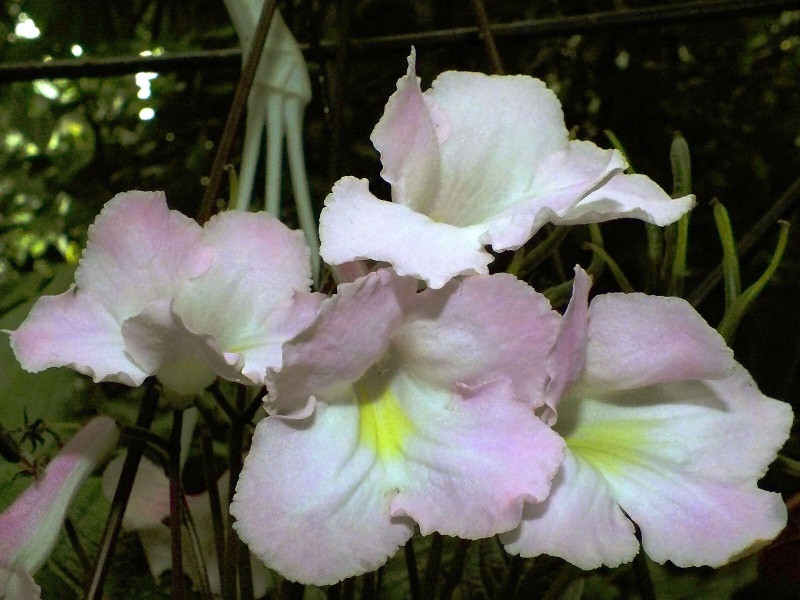 Streptocarpus prolixus flower