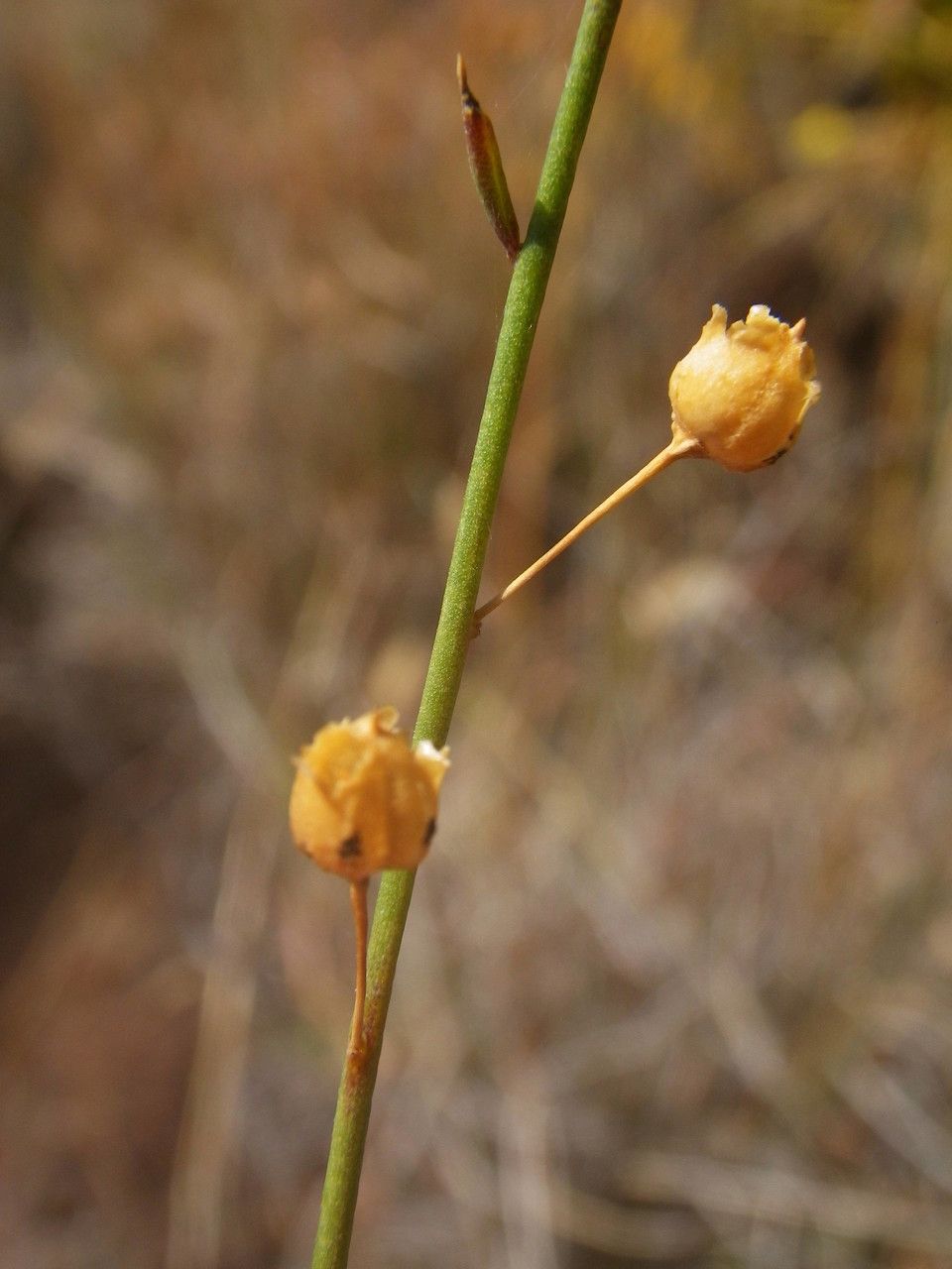 Kickxia scoparia fruit