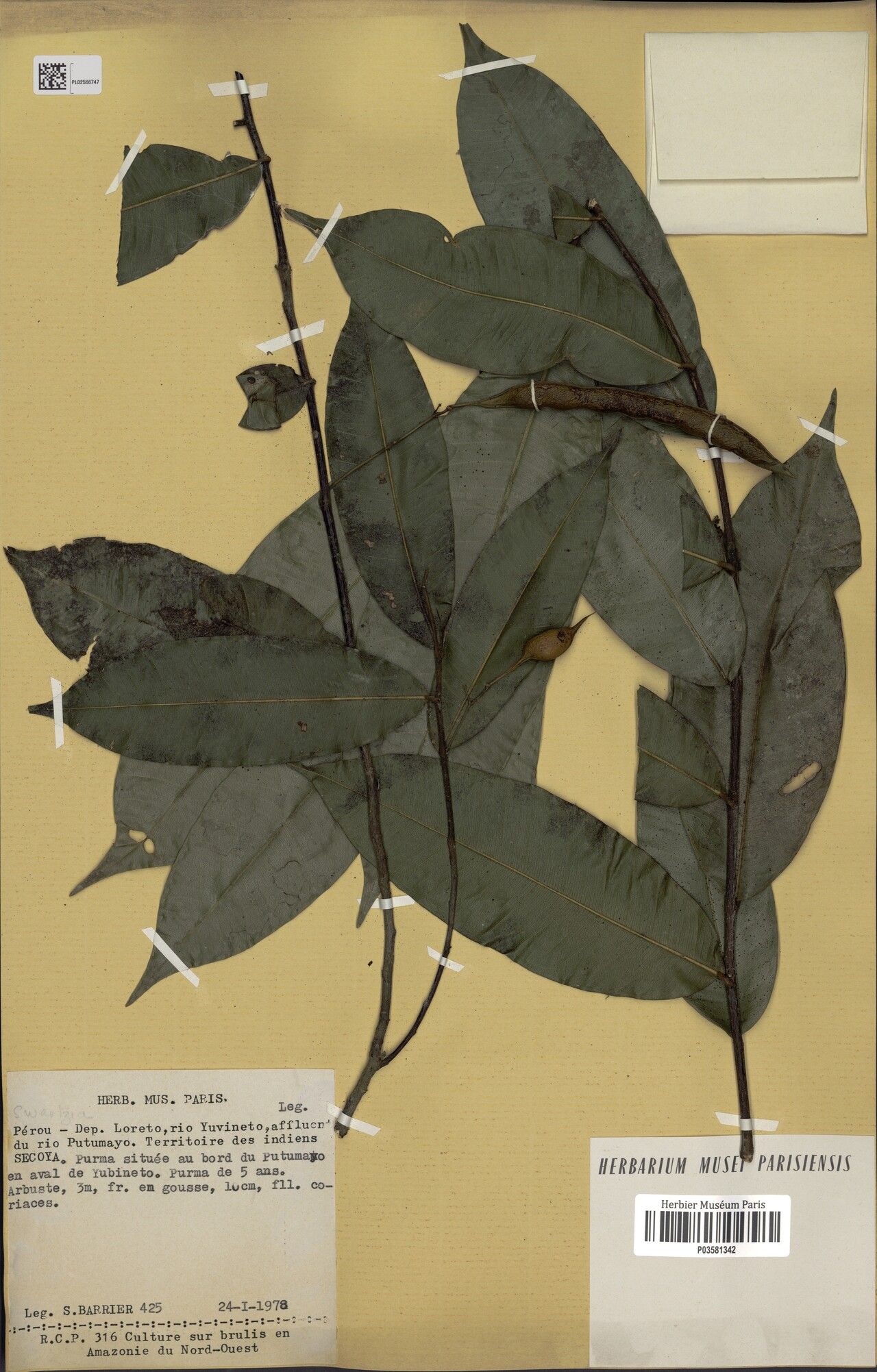 Swartzia auriculata — houseplant care guide