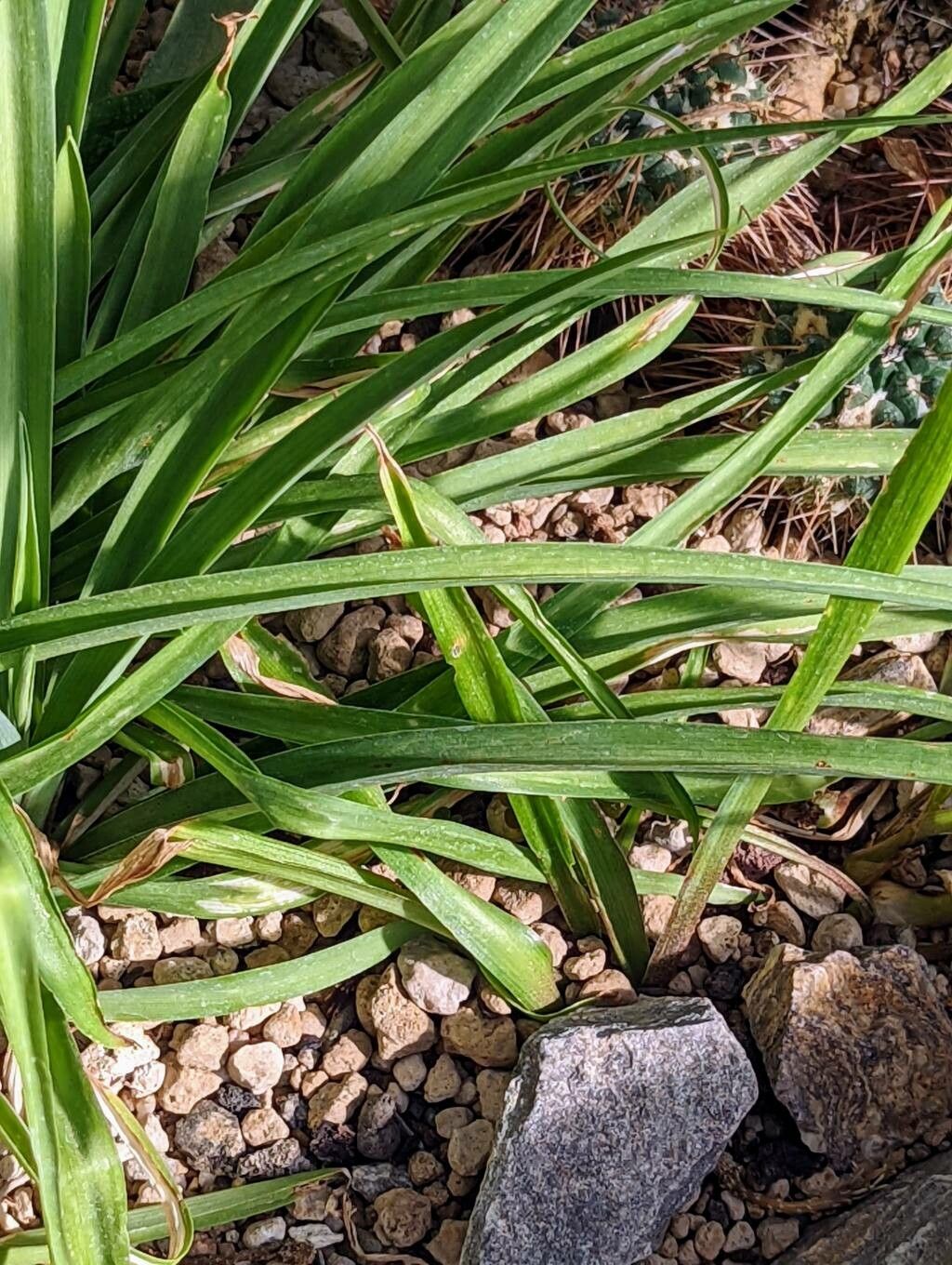 Polianthes tuberosa leaf
