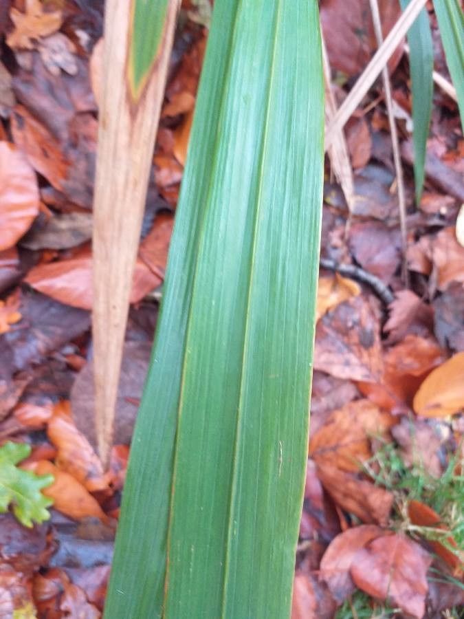 Phaenosperma globosum — search result for 'Bhutan'