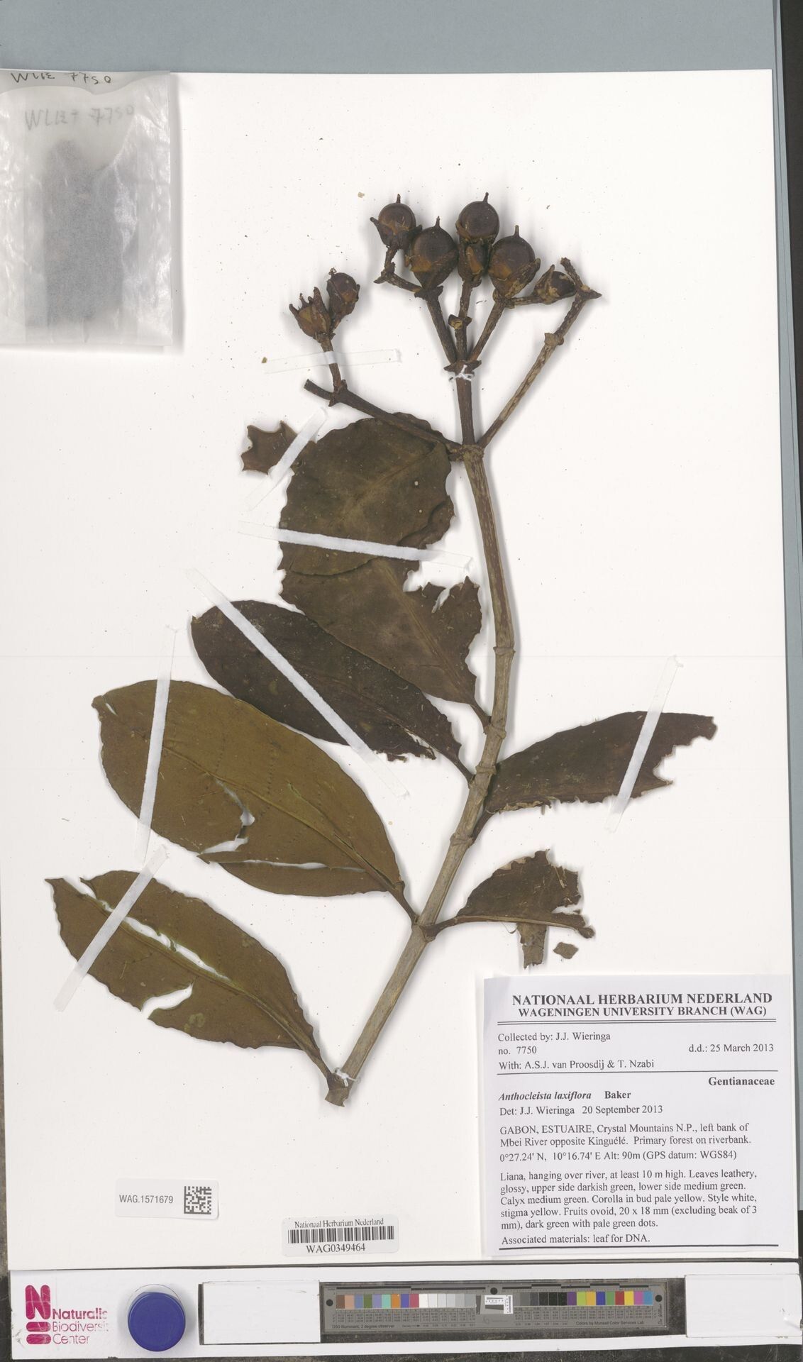 Anthocleista laxiflora — related species from the same genus