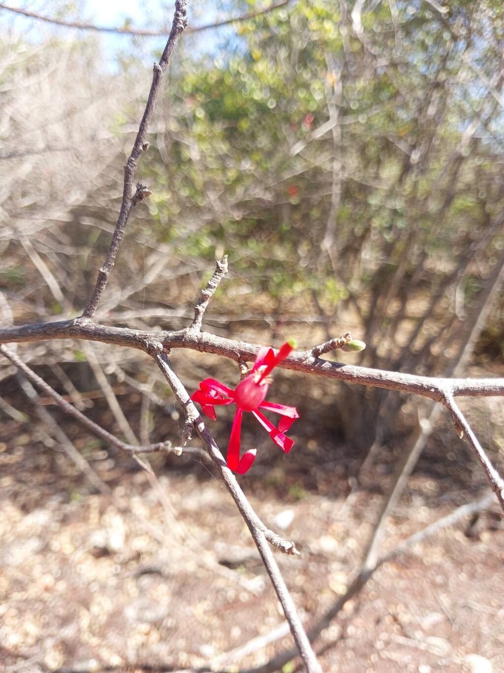 Turraea boivinii other