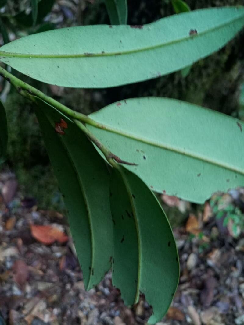 Diospyros evena — houseplant care guide