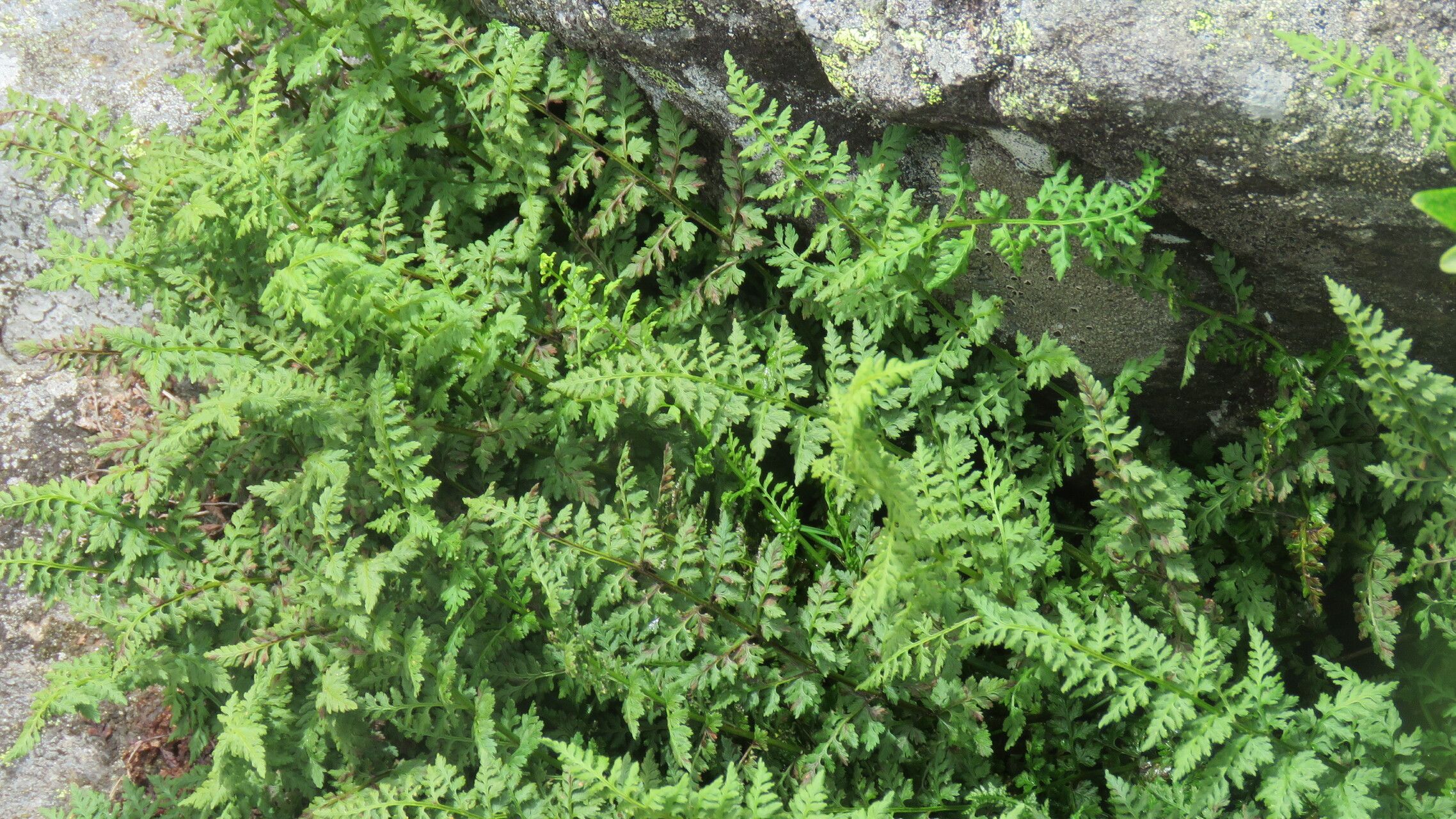 Cystopteris alpina — related species from the same genus