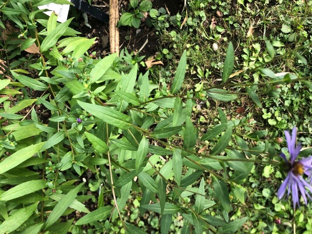 Aster maackii — houseplant care guide