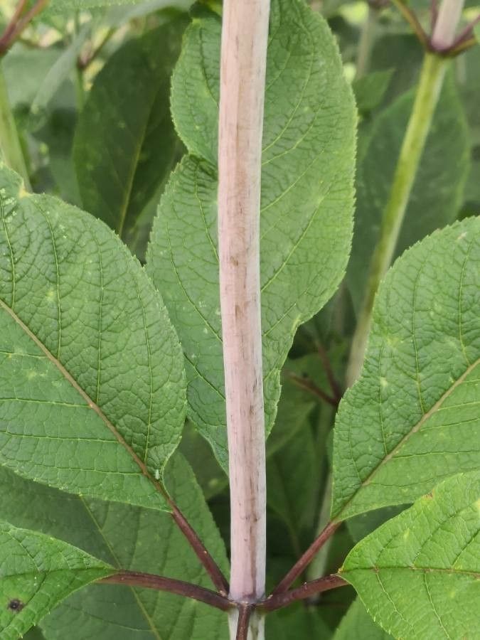 Eupatorium fistulosum bark