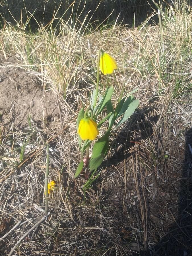 Fritillaria pudica flower