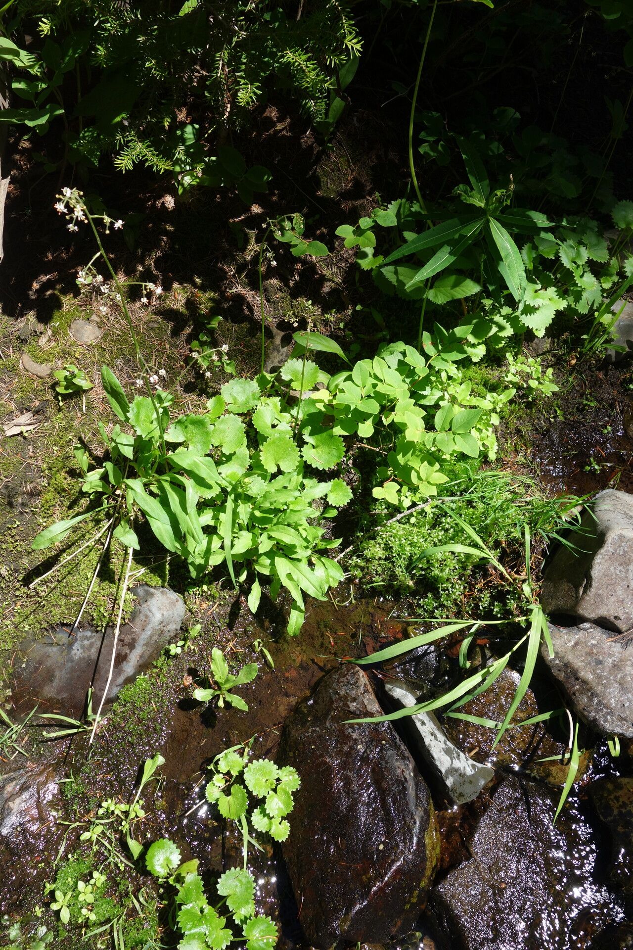 Saxifraga odontoloma — houseplant care guide