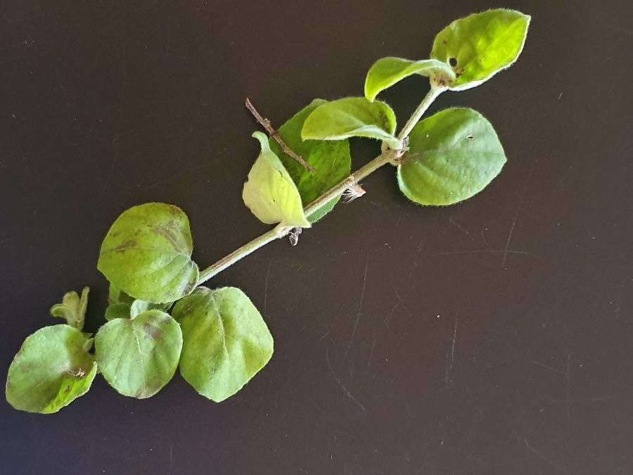 Barleria submollis leaf