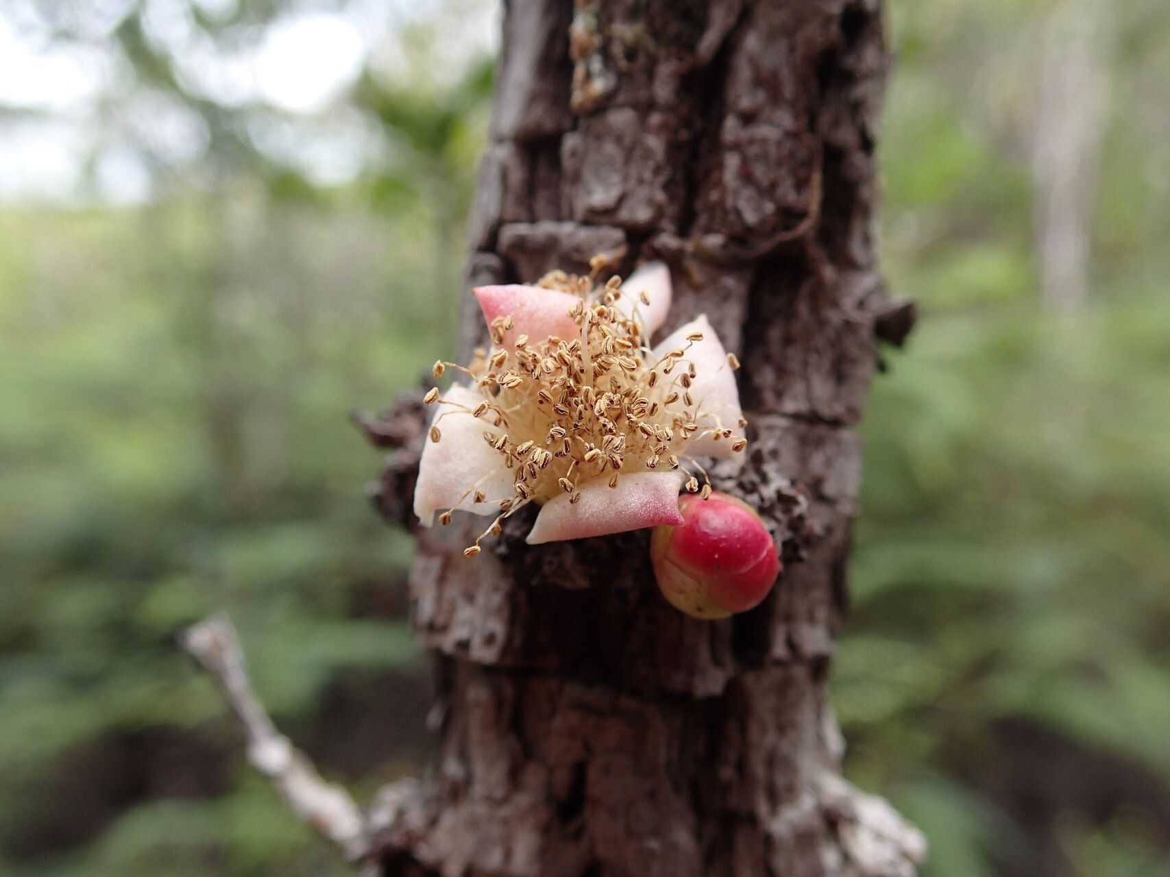 Eugenia hurlimannii flower