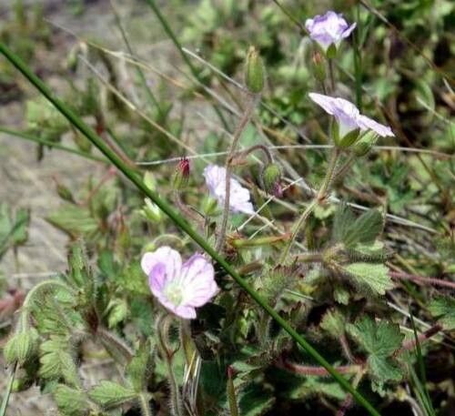 Geranium baurianum — houseplant care guide
