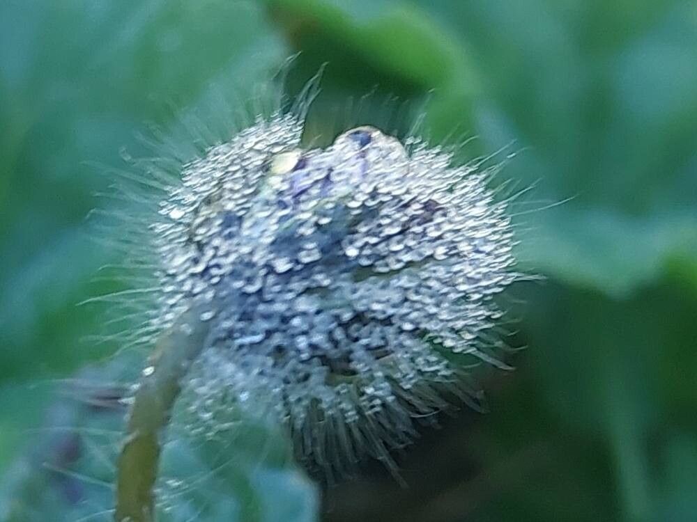 Pelargonium mollicomum fruit
