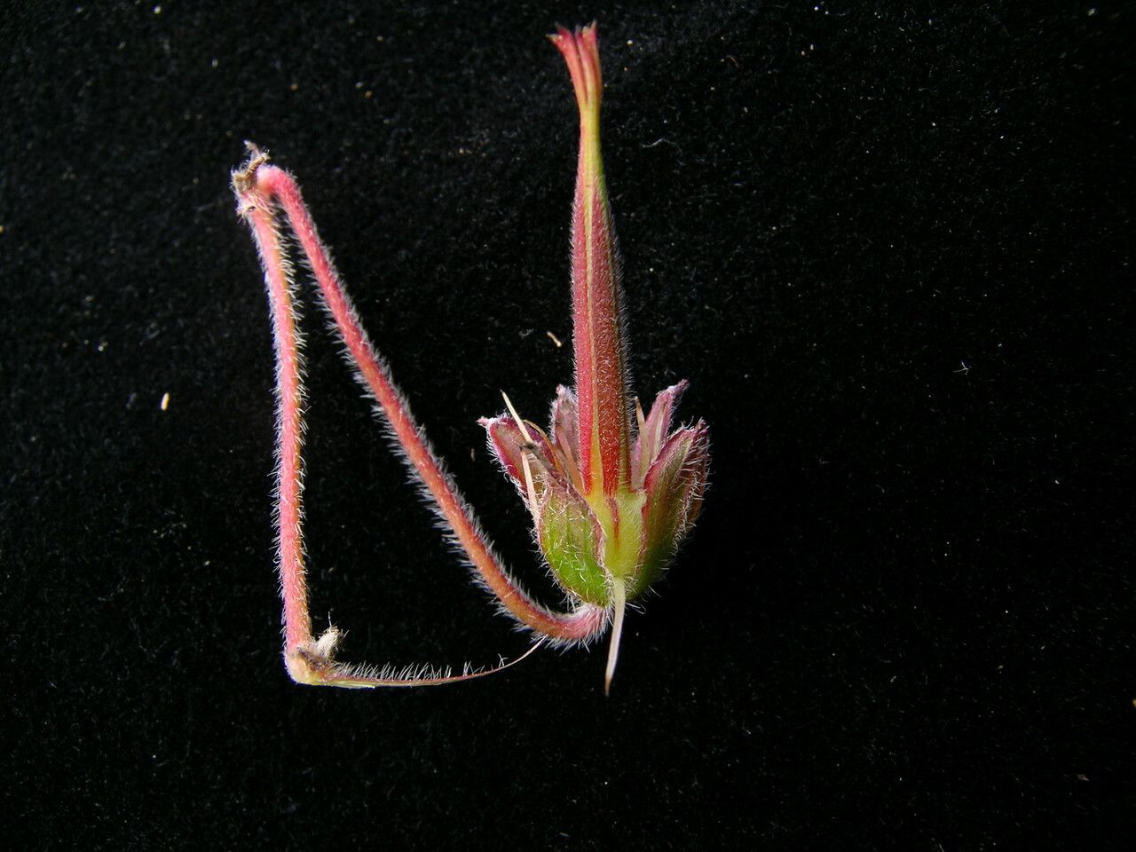 Geranium donianum fruit