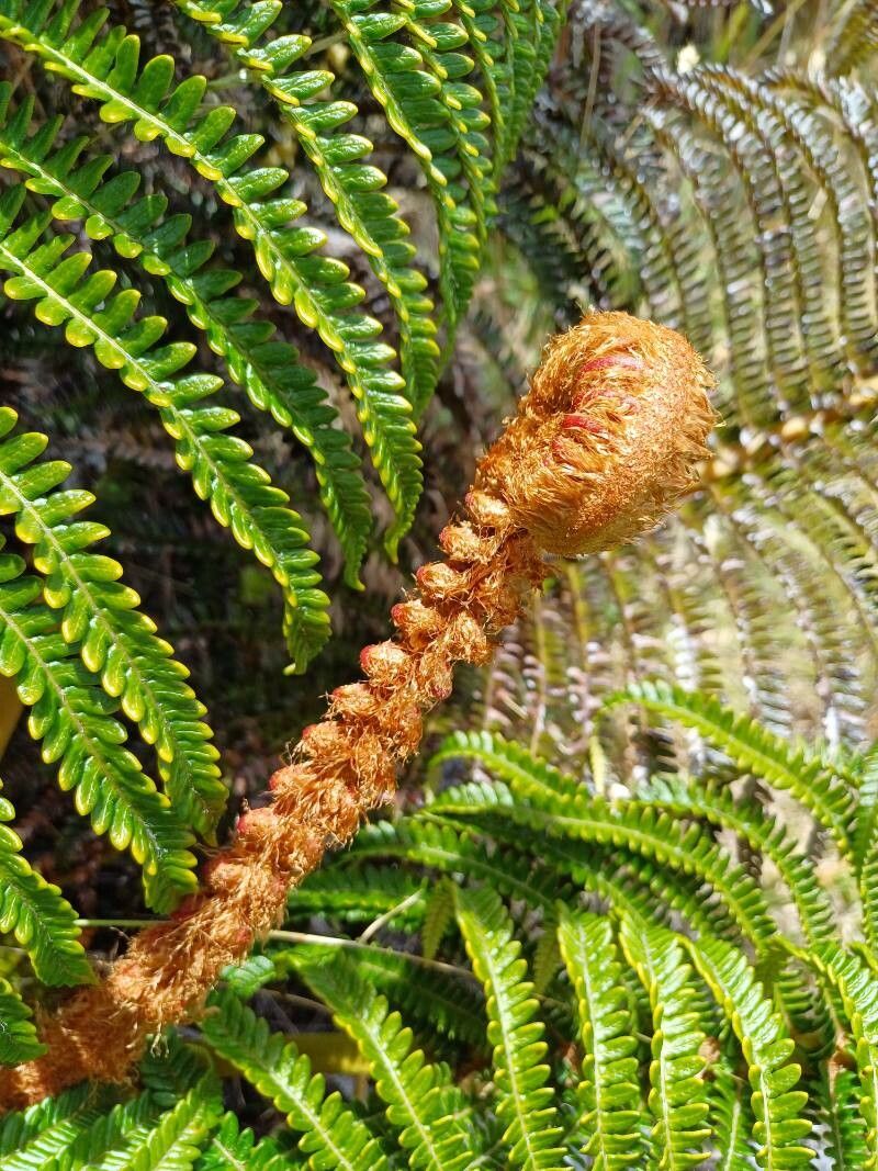 Blechnum cyatheoides flower