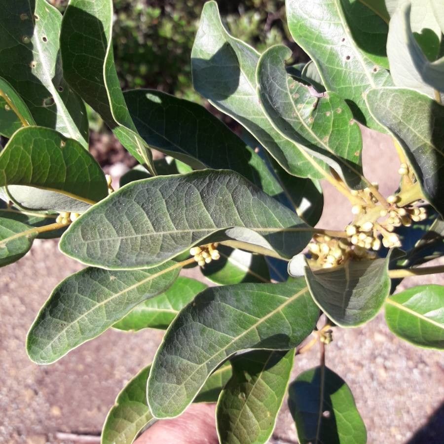 Litsea deplanchei leaf