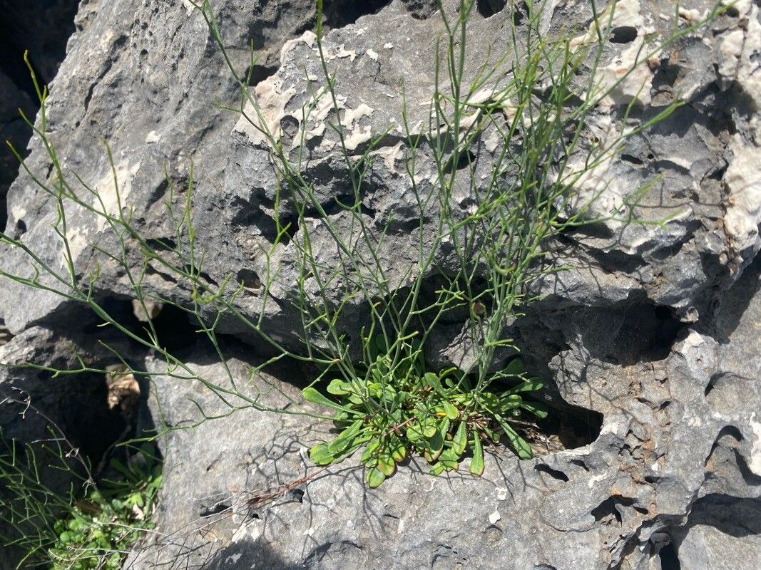 Limonium himariense — houseplant care guide