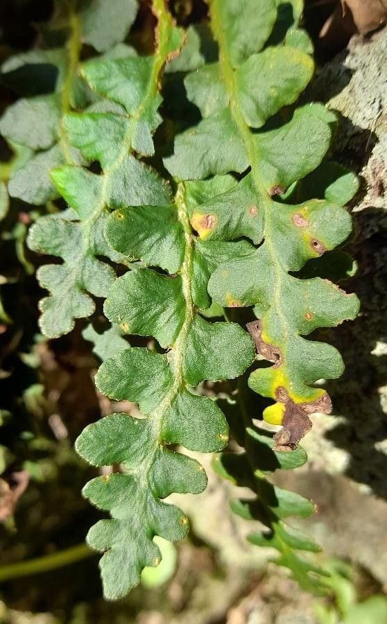 Ceterach officinarum — search result for 'Asplenium'
