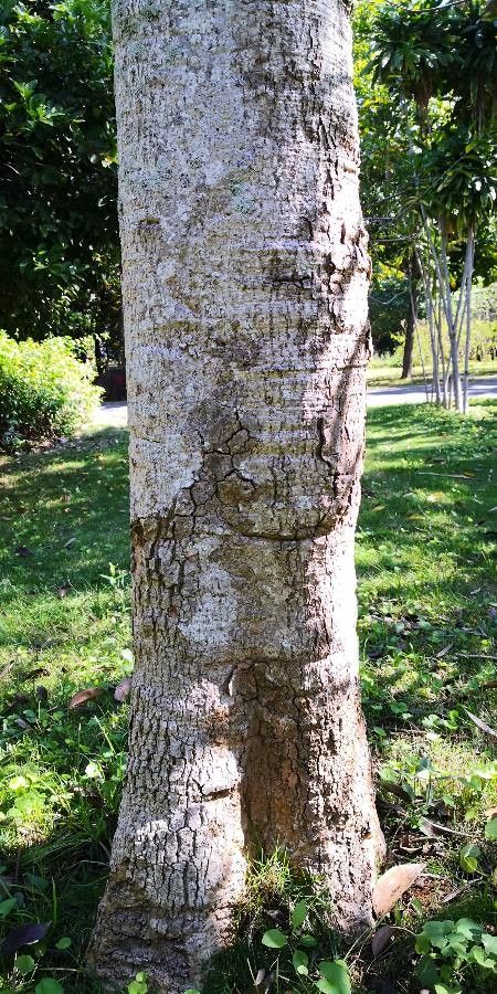 Oroxylum indicum bark