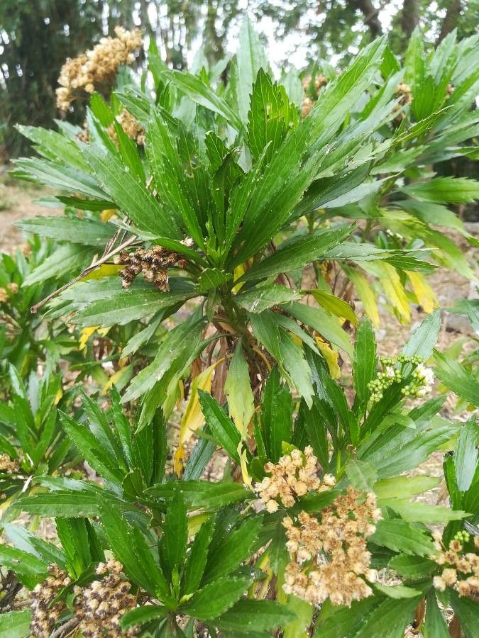 Psiadia dentata leaf