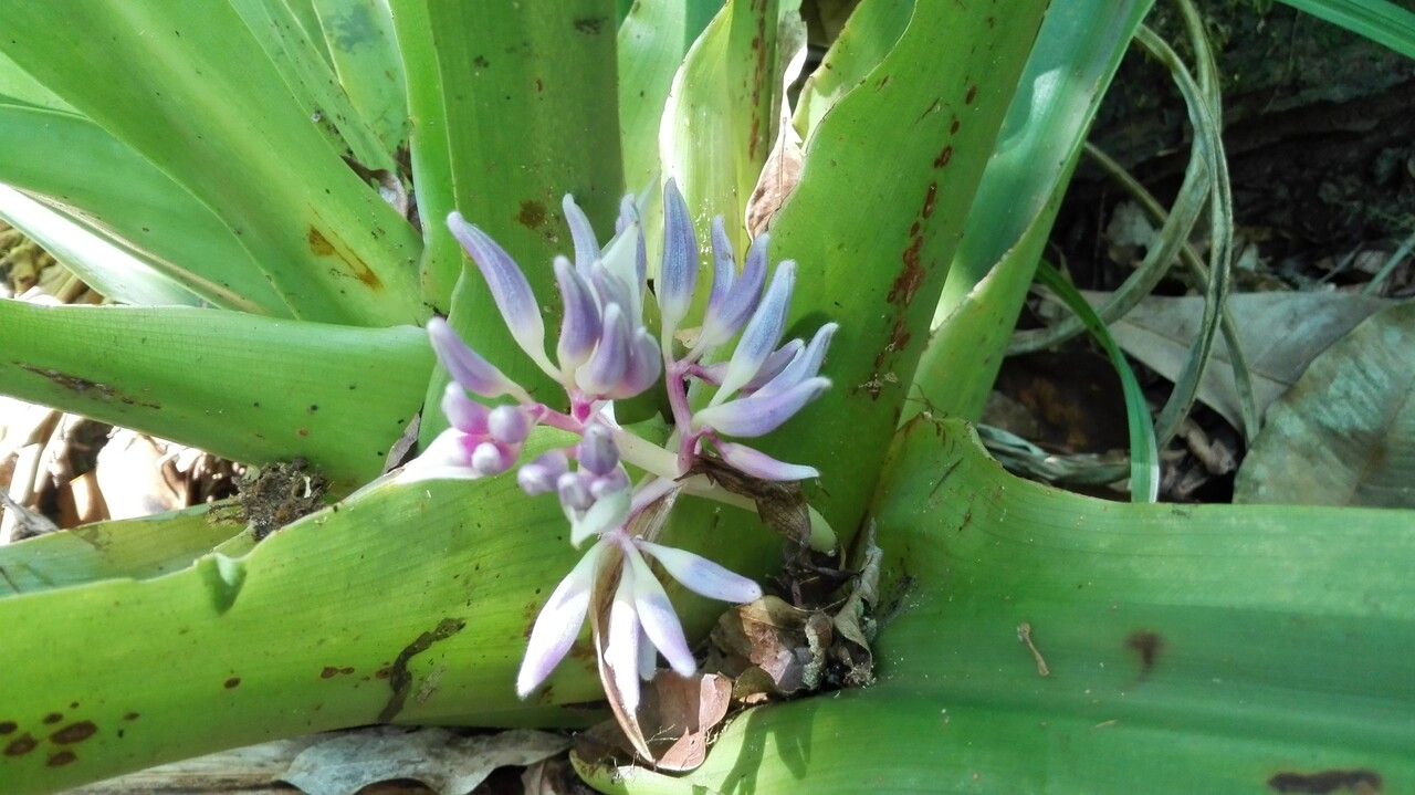Cochliostema odoratissimum flower