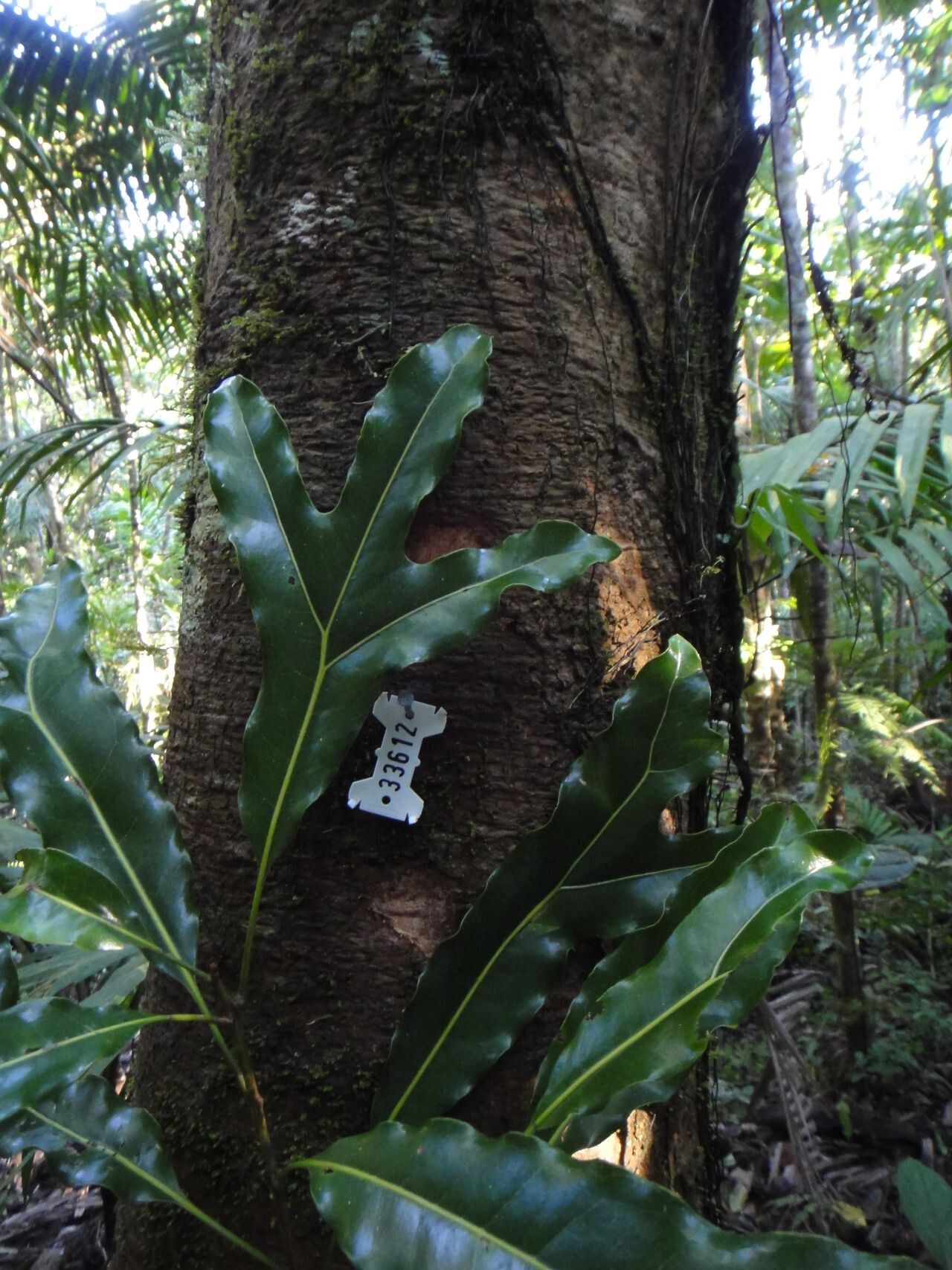 Virotia leptophylla — related species from the same genus