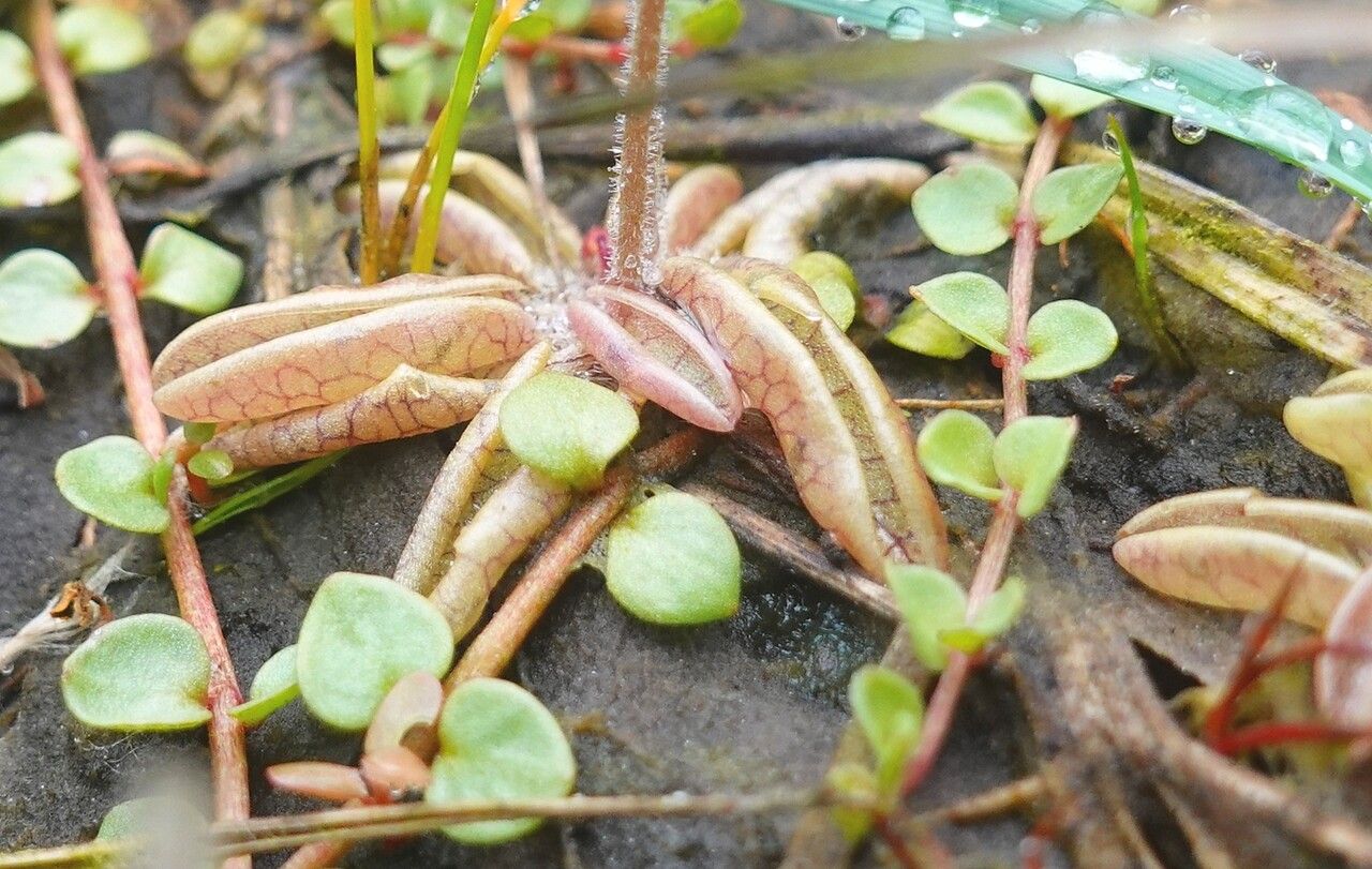 Pinguicula lusitanica leaf