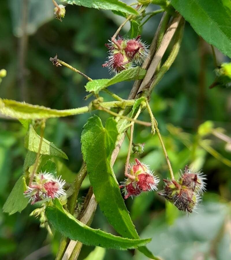 Tragia volubilis fruit