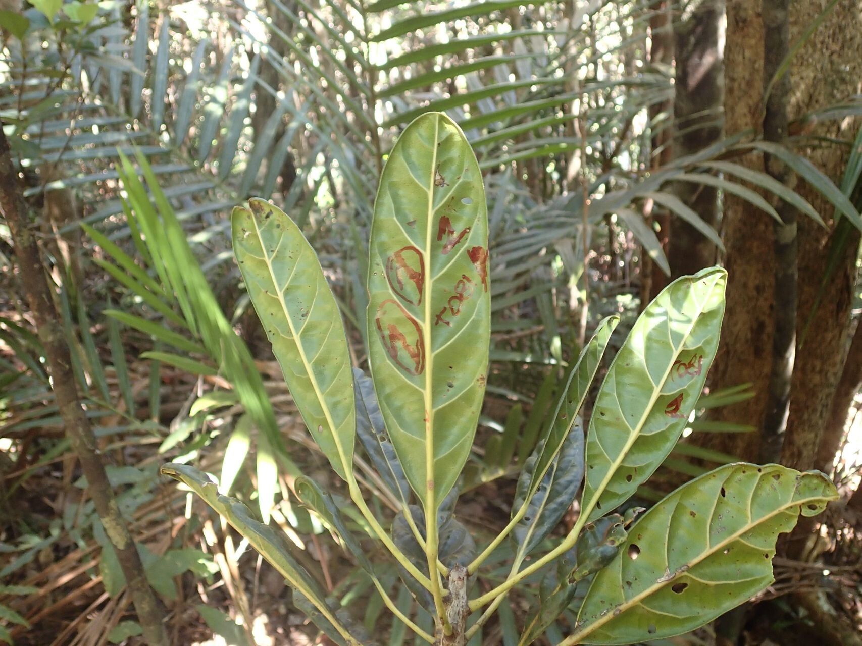 Elaeocarpus hortensis leaf