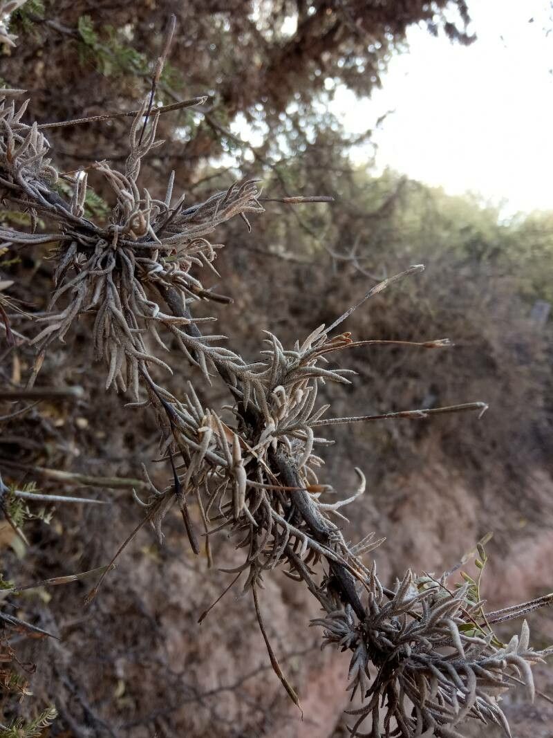 Tillandsia capillaris habit