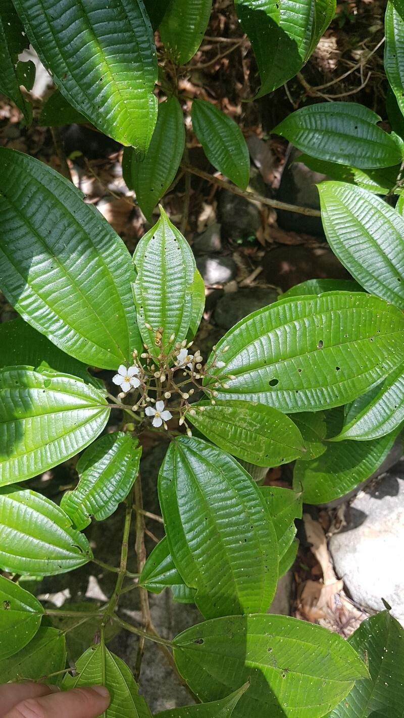 Miconia cooperi — search result for 'Miconia'