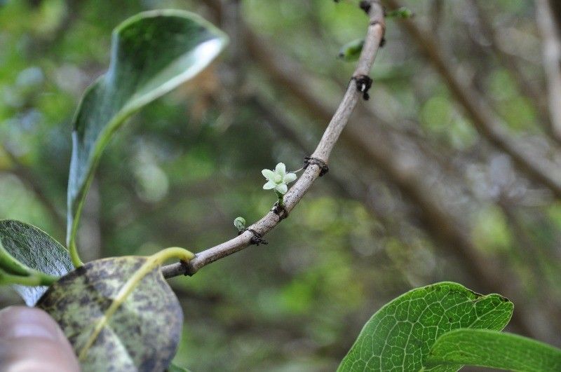 Geniostoma borbonicum flower