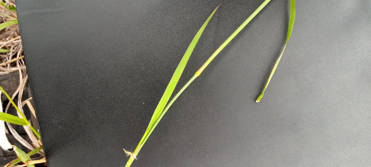 Eragrostis superba — search result for 'Kenya'