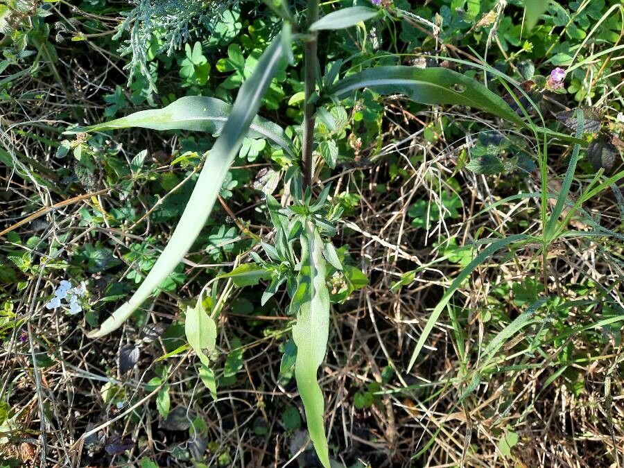 Symphyotrichum subulatum leaf