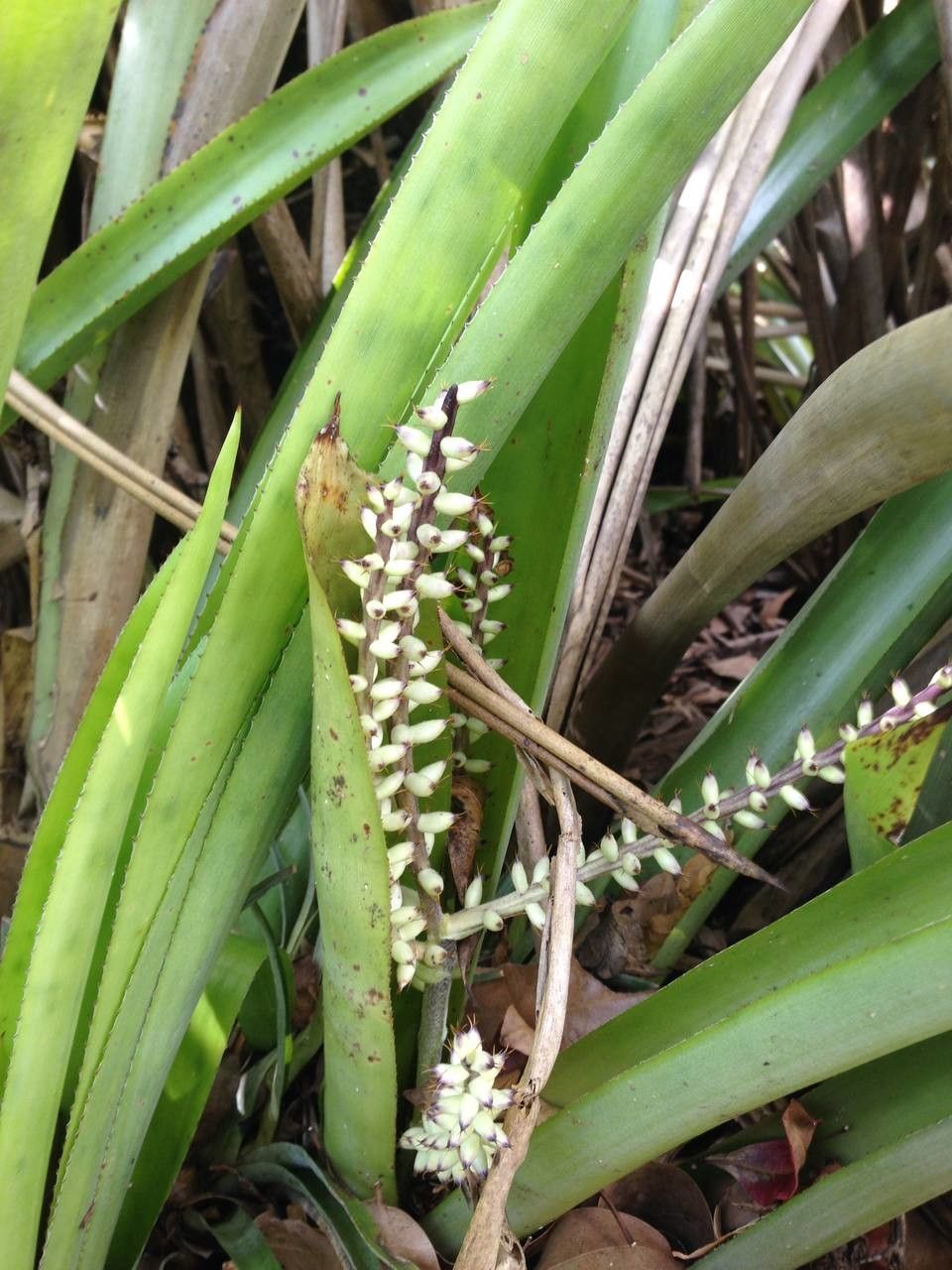 Bromelia karatas fruit