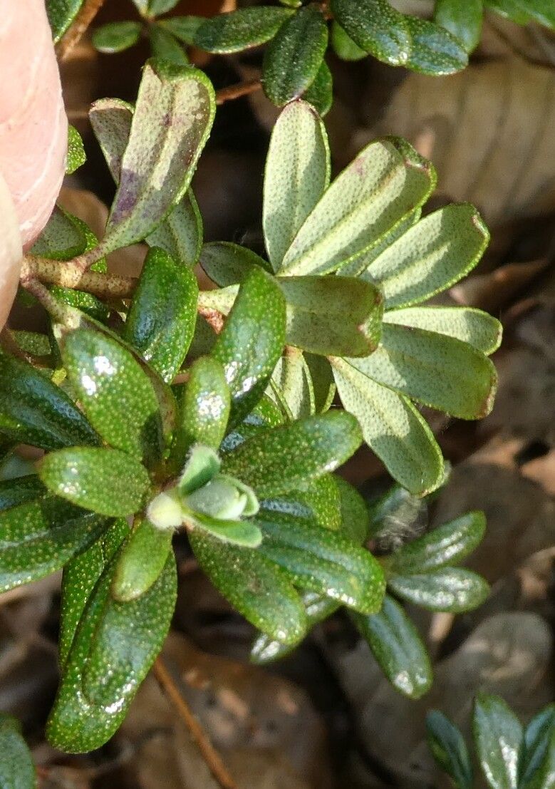 Rhododendron fastigiatum leaf