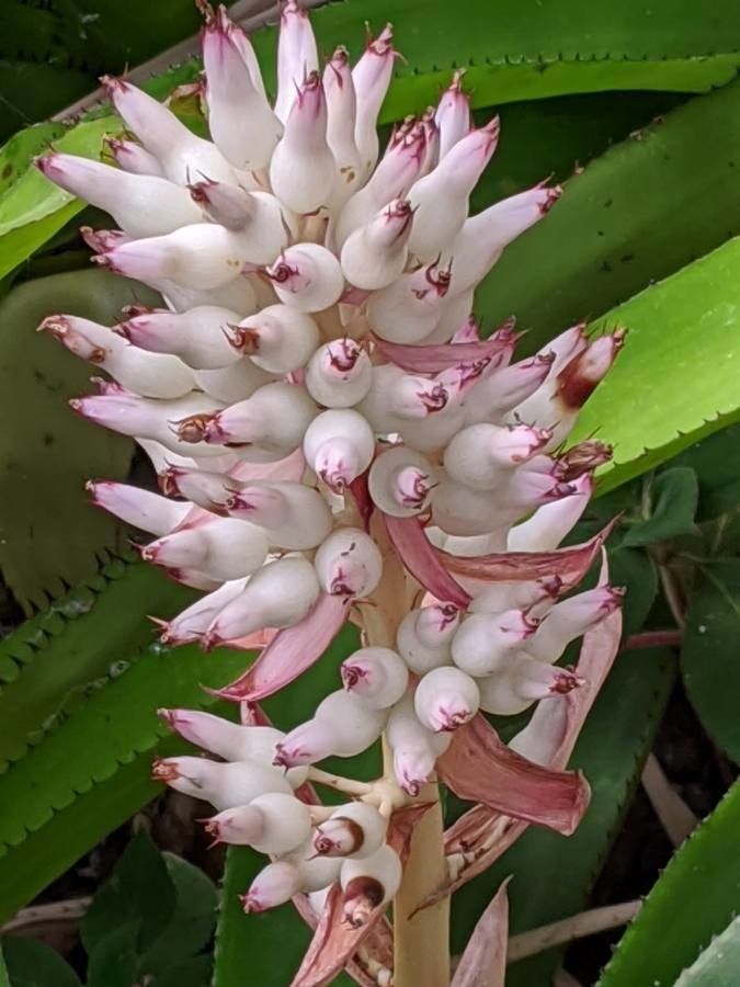 Aechmea lueddemanniana flower