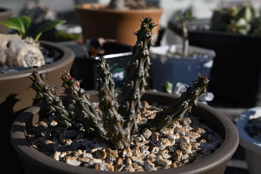 Euphorbia corniculata — houseplant care guide