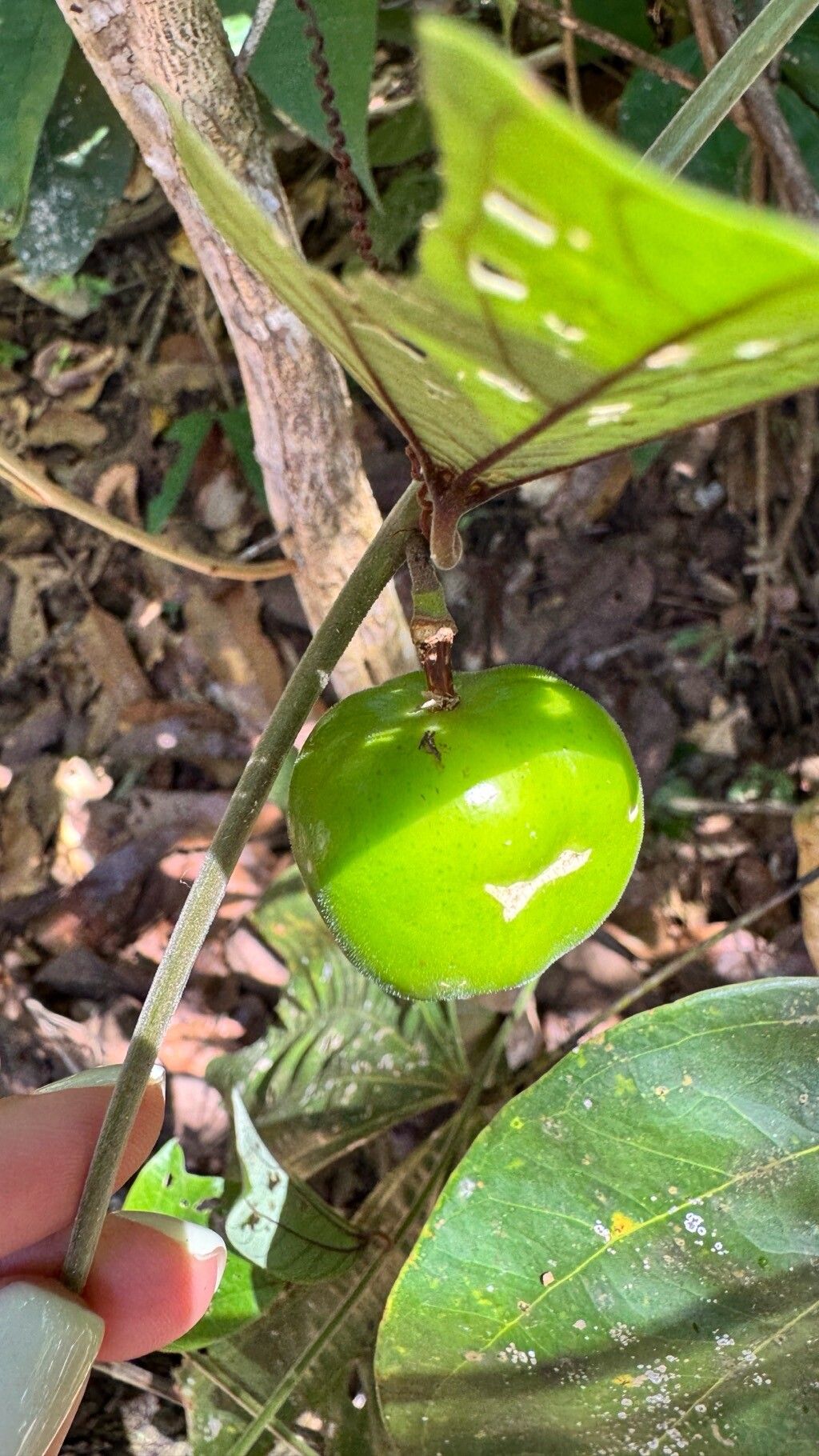 Passiflora candollei fruit