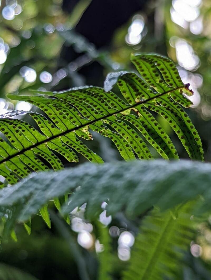 Ceradenia sechellarum fruit