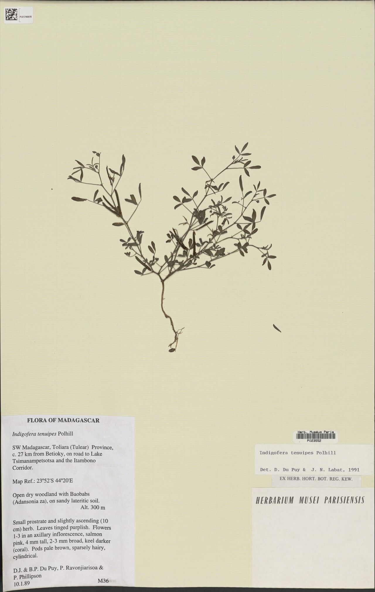 Indigofera tenuipes — search result for 'Indigofera'