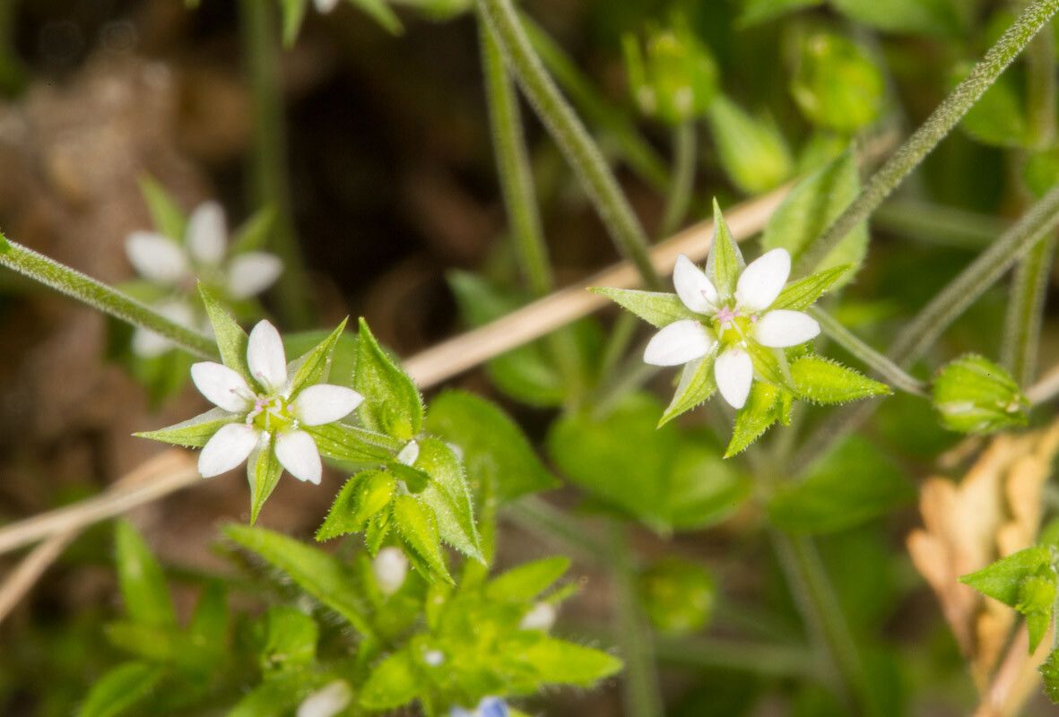 Arenaria leptoclados flower