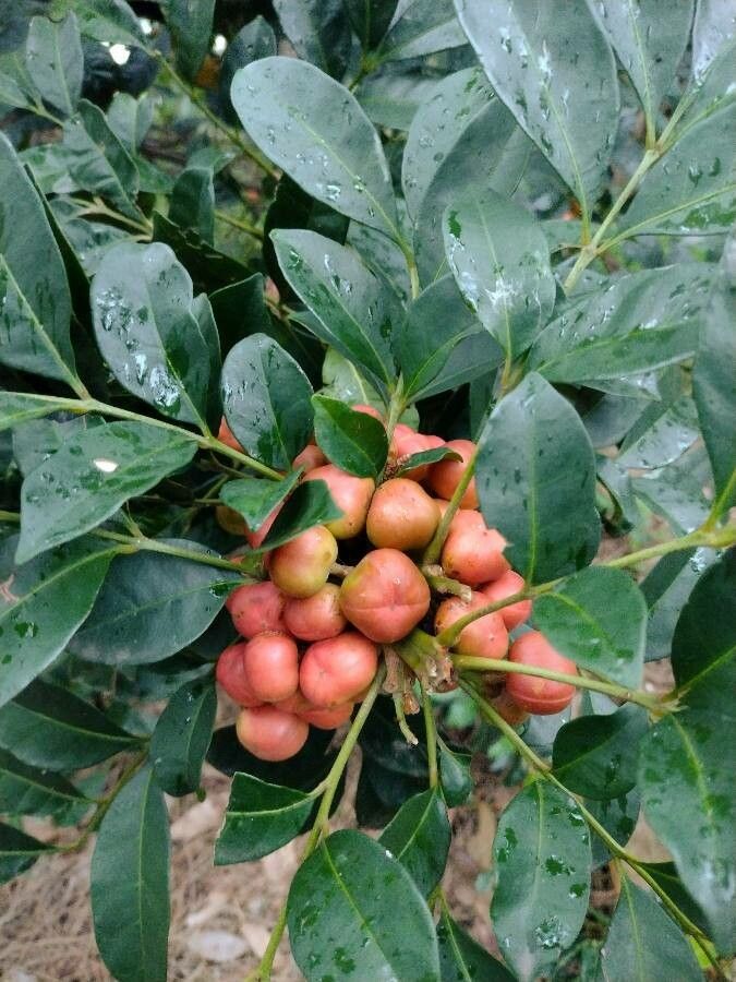 Synoum glandulosum fruit