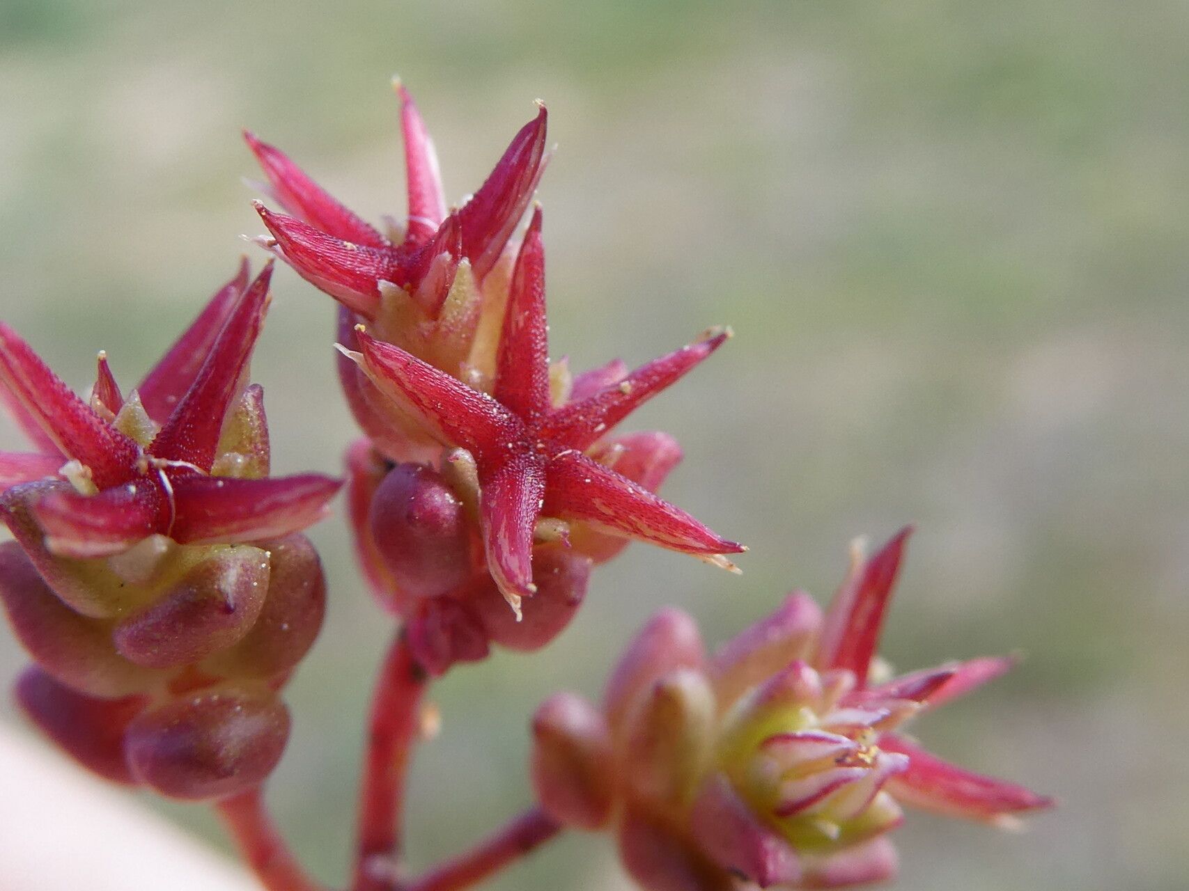 Sedum cespitosum flower